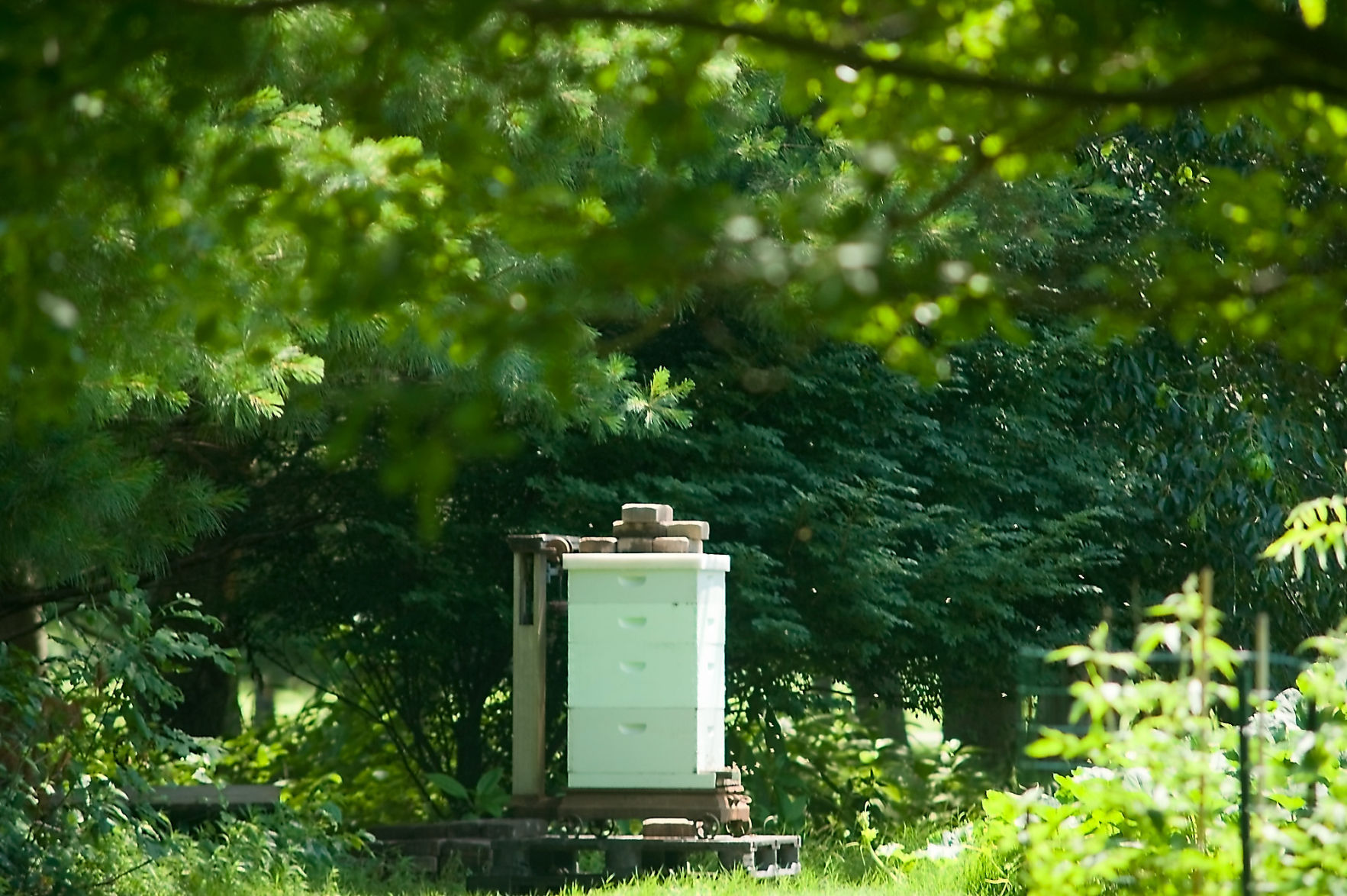 Bee Keeping